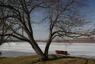 Tree, Bench and Bridge<BR>March 7, 2008