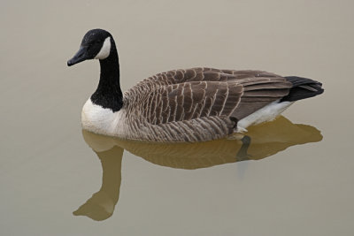 Goose Reflection<BR>March 14, 2008