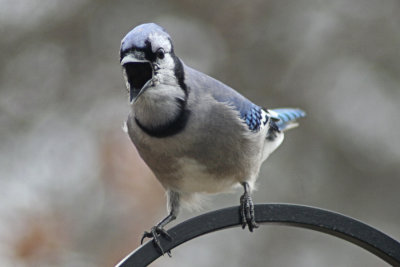 Angry BluejayMarch 16, 2008