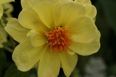 Waterdrops on DahliaMay 18, 2008