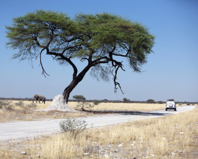 Elephant and tree