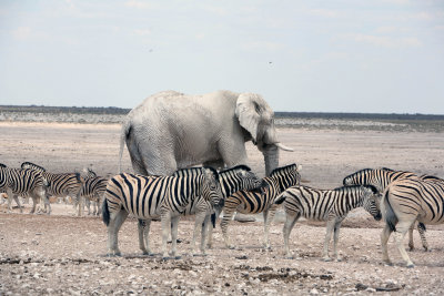 Elephant and zebras