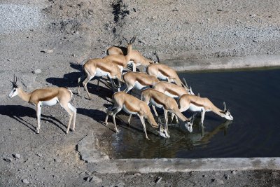 Herd at waterhole