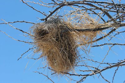 Weaver bird nest?
