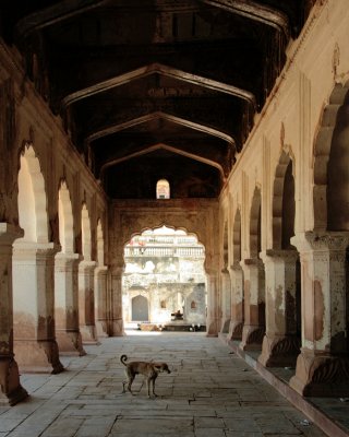 LE CHIEN GALEUX