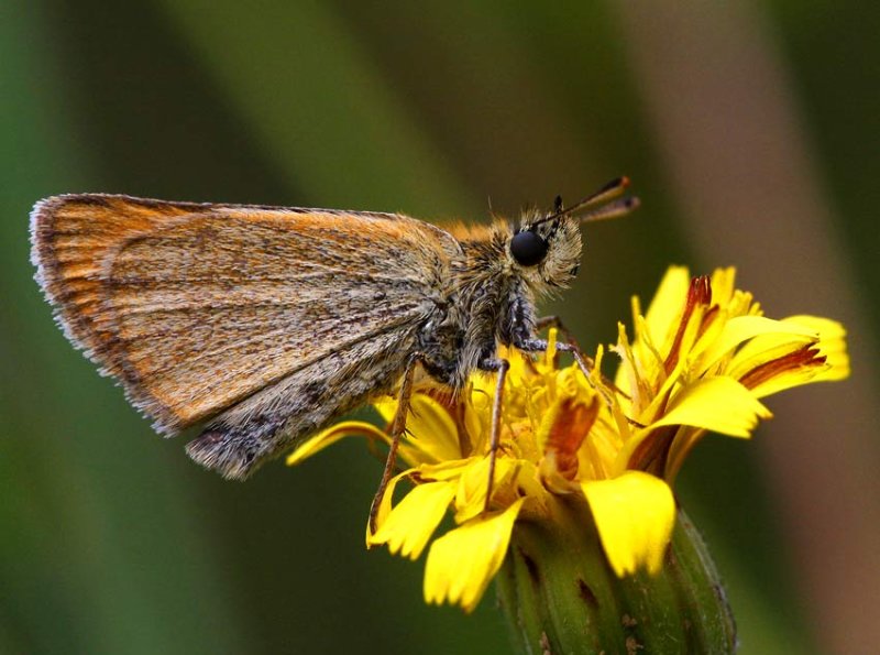 Mindre ttelsmygare (Thymelicus lineola)