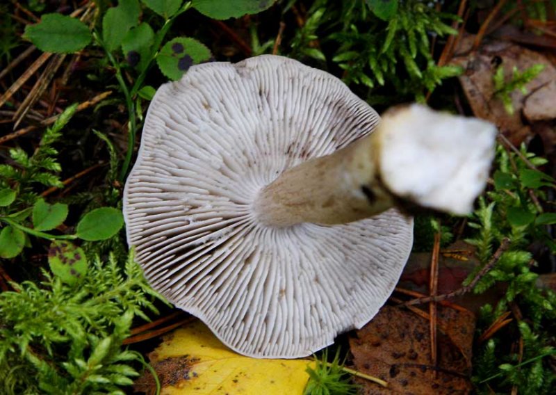 Gallmusseron (Tricholoma virgatum)