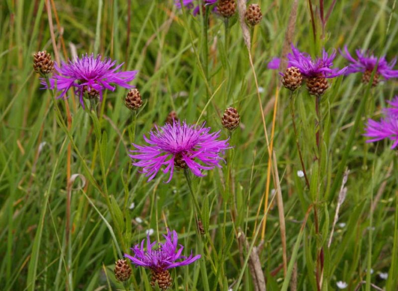 Rdklint (Centaurea jacea)