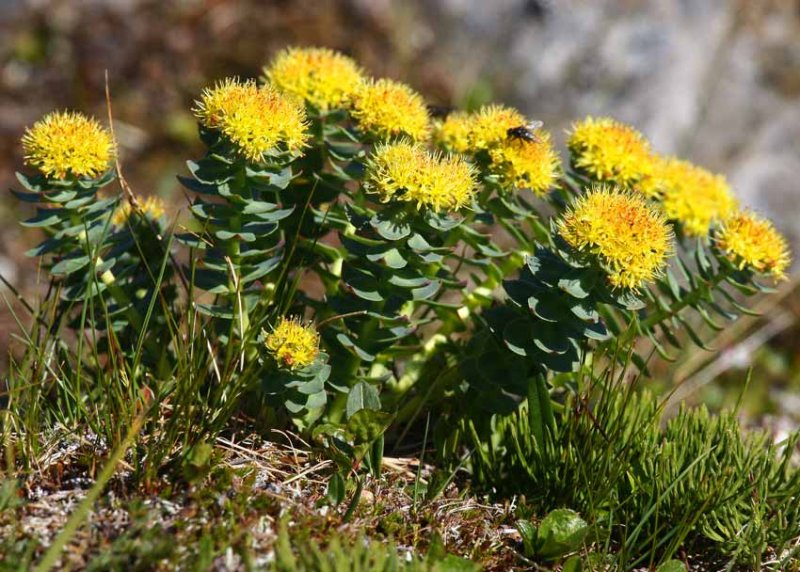 Rosenrot (Rhodiola rosea)