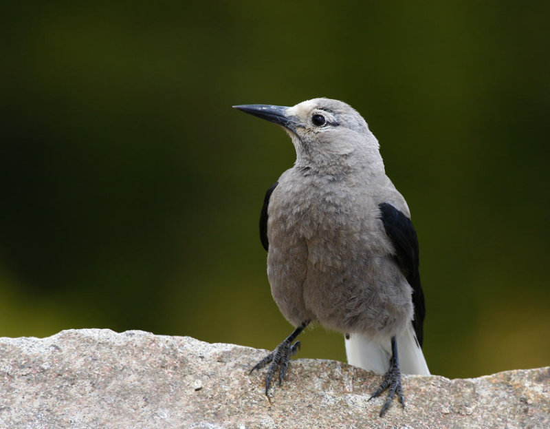 Clarks Nutcracker (Nucifraga columbiana)