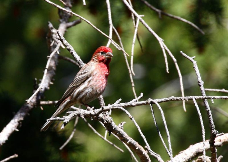 House Finch (Carpodacus mexicanus)