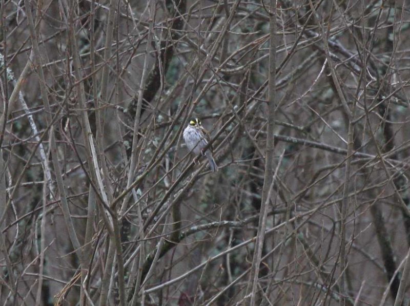 Yellow-browed Bunting (Emberiza chrysophrys)