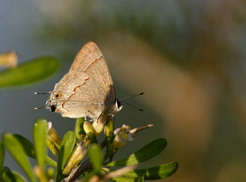 Red-lined Scrub-Hairstreak (Strymon bebrycia)