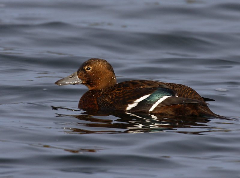 Stellers Eider (Polysticta stelleri)