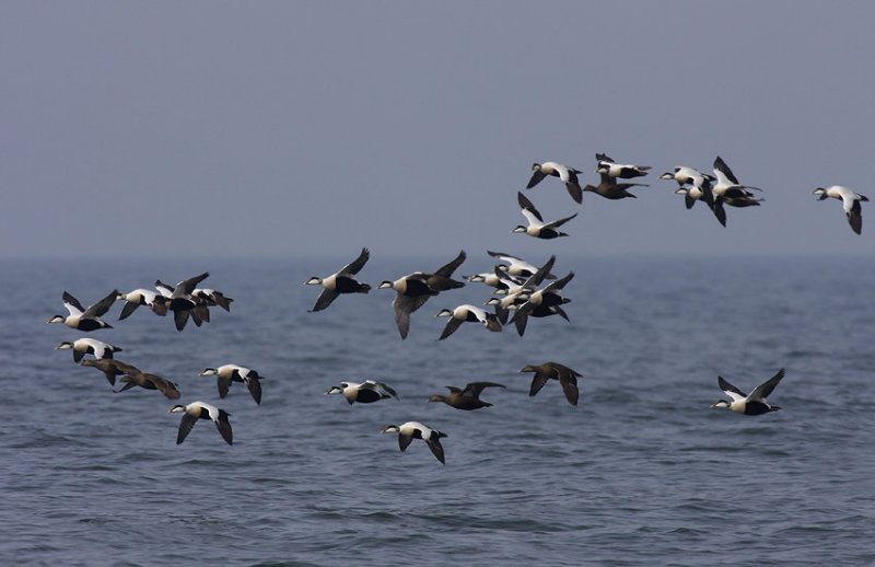 Common Eider (Somateria mollossima)