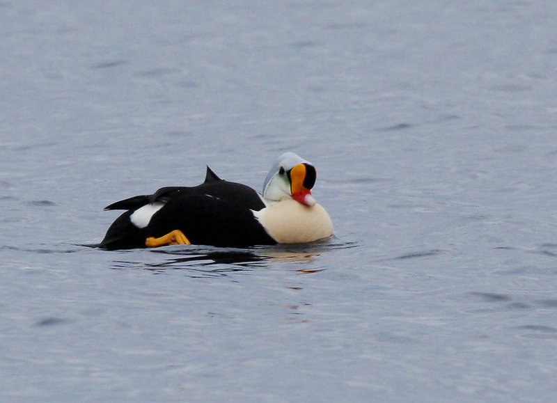 King Eider (Somateria spectabilis)