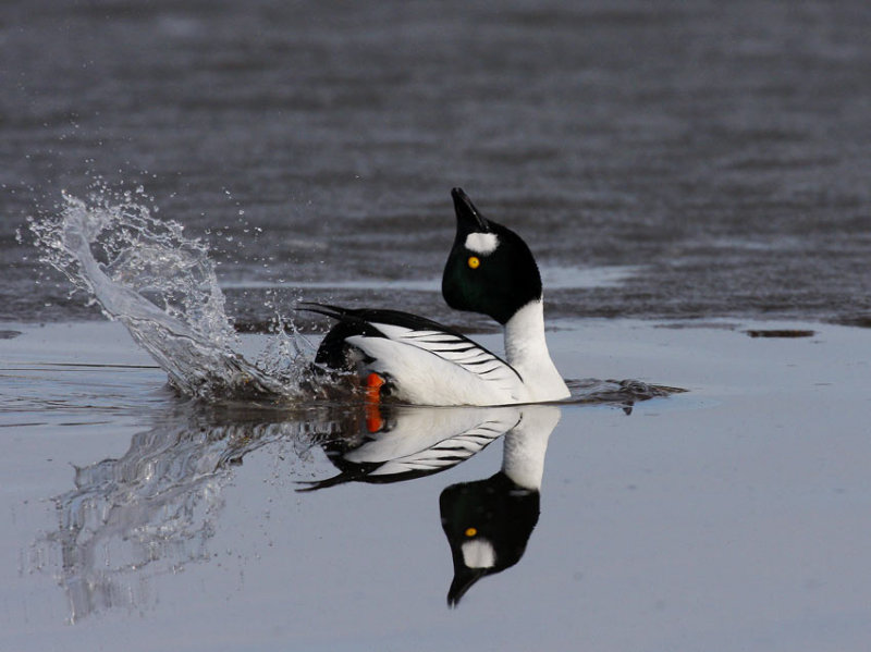Common Goldeneye (Bucephala clangula)