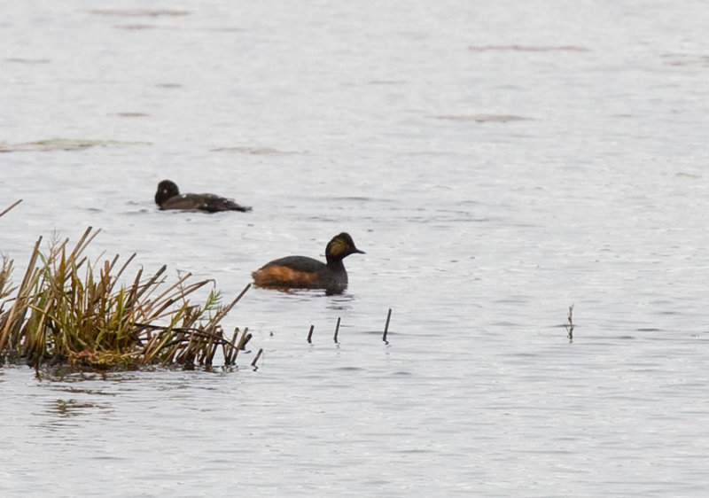 Black-necked Grebe (Podiceps auritus)