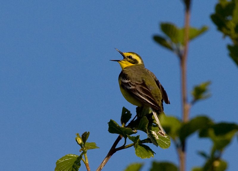 Citrine x Yellow Wagtail (Motacilla citreola x flava)