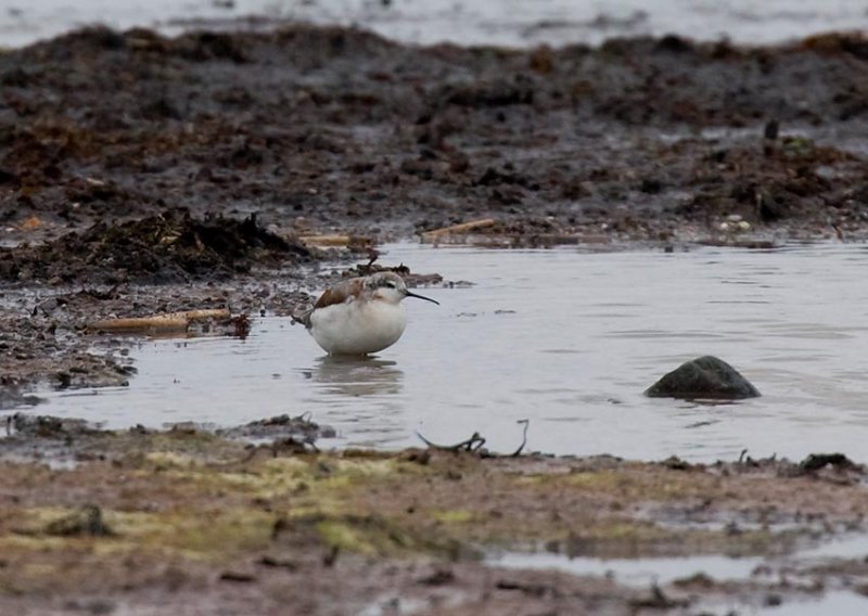 Wilsons Phalarope (Phalaropus tricolor)