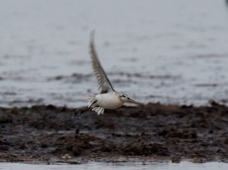 Wilsons Phalarope (Phalaropus tricolor)