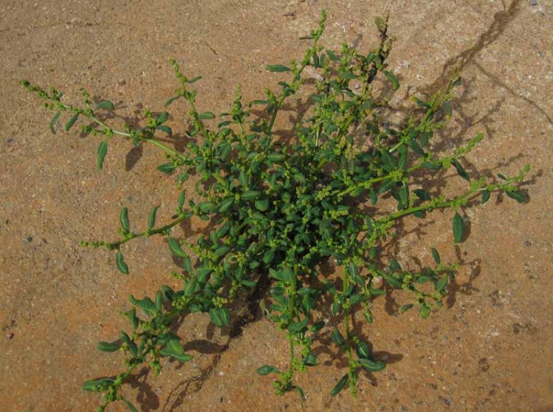 Blmlla (Chenopodium glaucum)