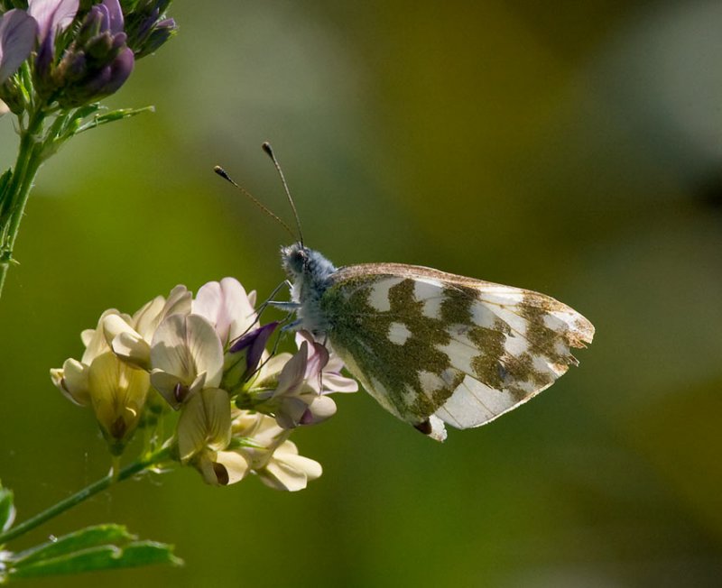 Grnflckig vitfjril (Pontia daplidice)