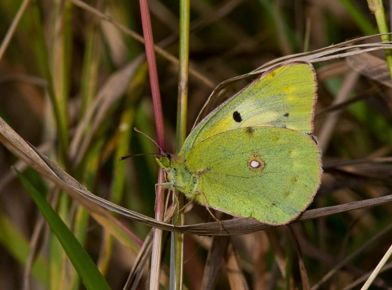 Rdgul hfjril, formen helice (Colias croceus)