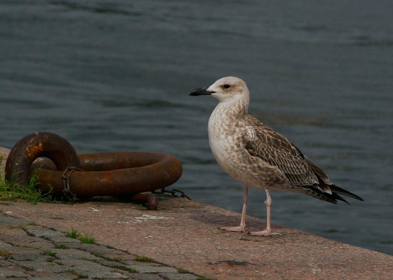 Caspian Gull (Larus cachinnans)