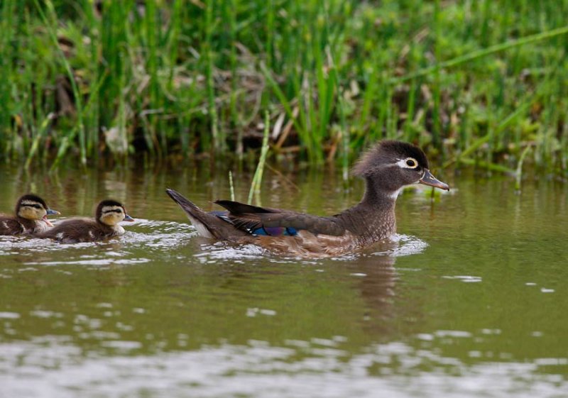 Wood Duck (Aix sponsa)