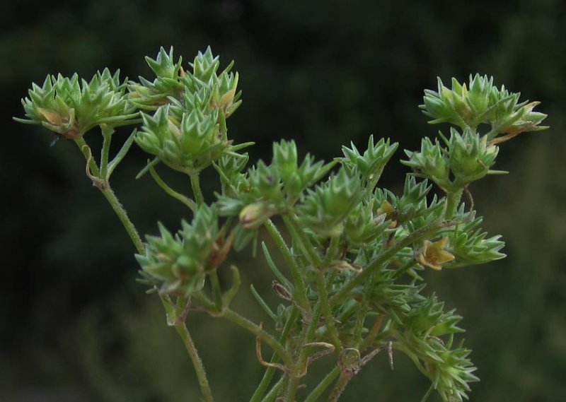 kerknavel (Scleranthus annuus)