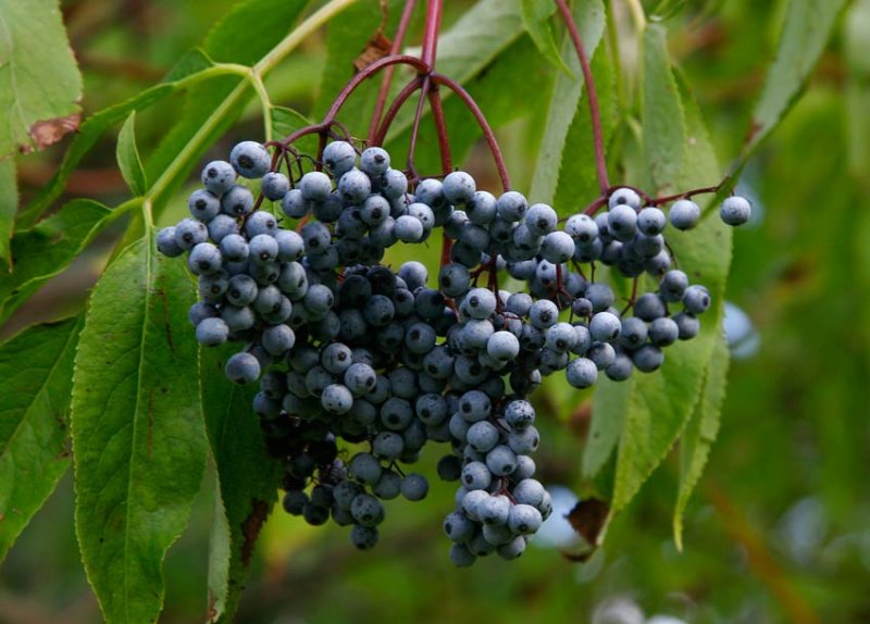 Blflder (Sambucus cerulea)