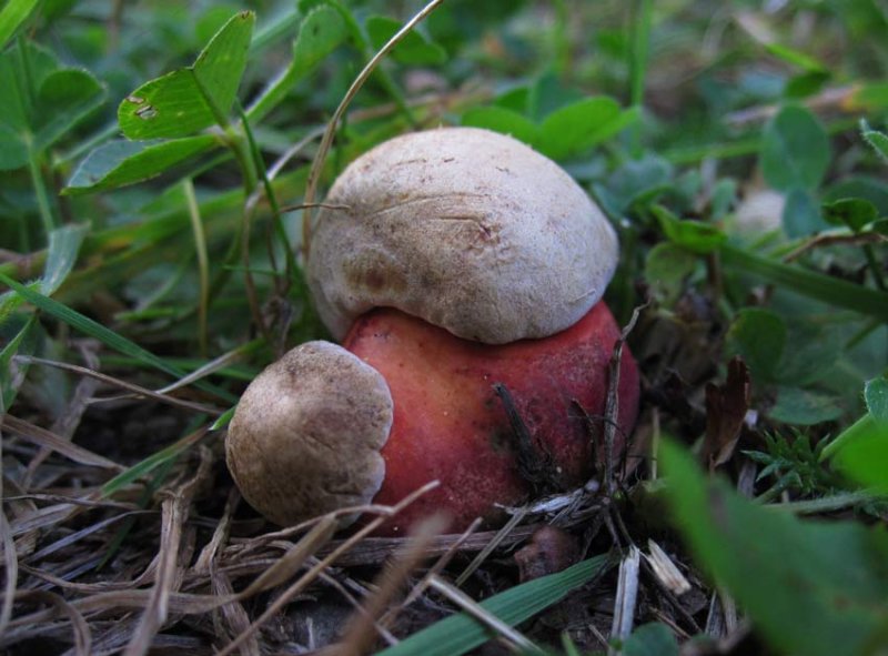 Falsk djvulssopp (Boletus legaliae)