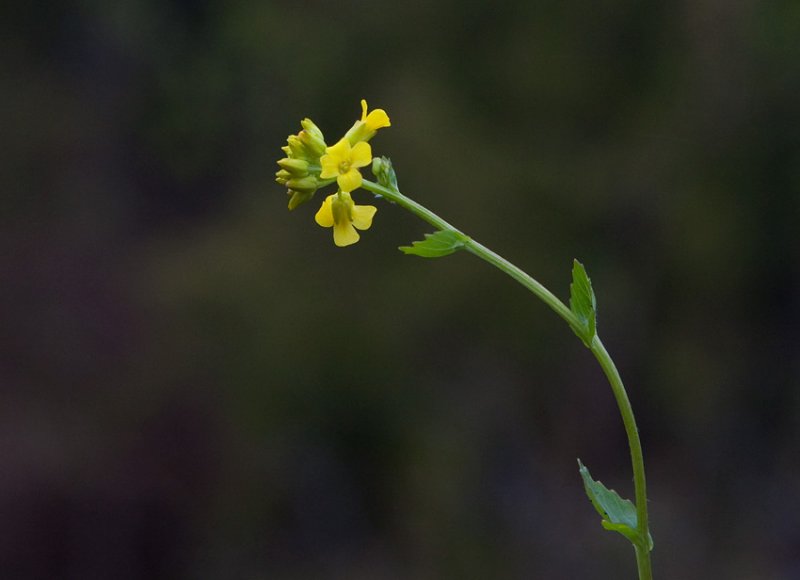kerkl (Brassica rapa ssp. campestris)