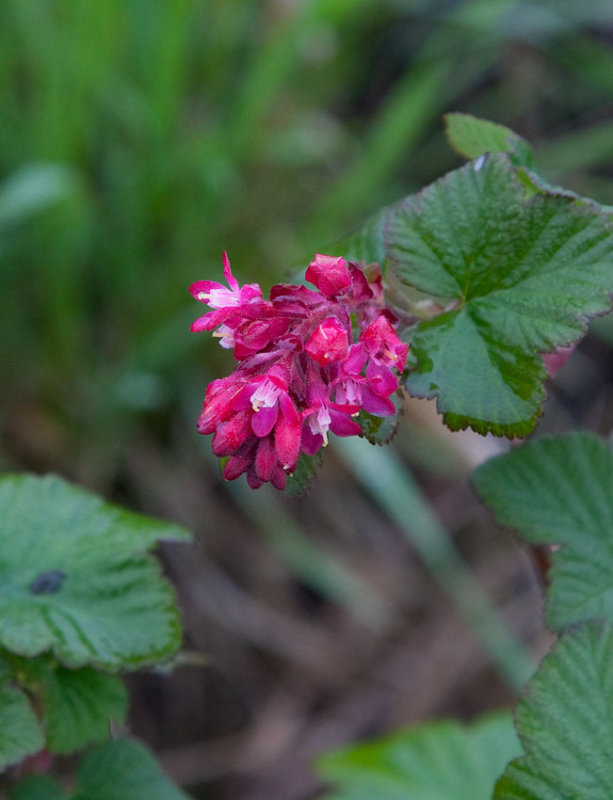 Rosenrips (Ribes sanguineum)