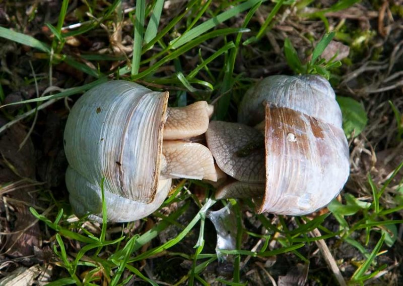 Burgundy Snail (Helix pomatia)