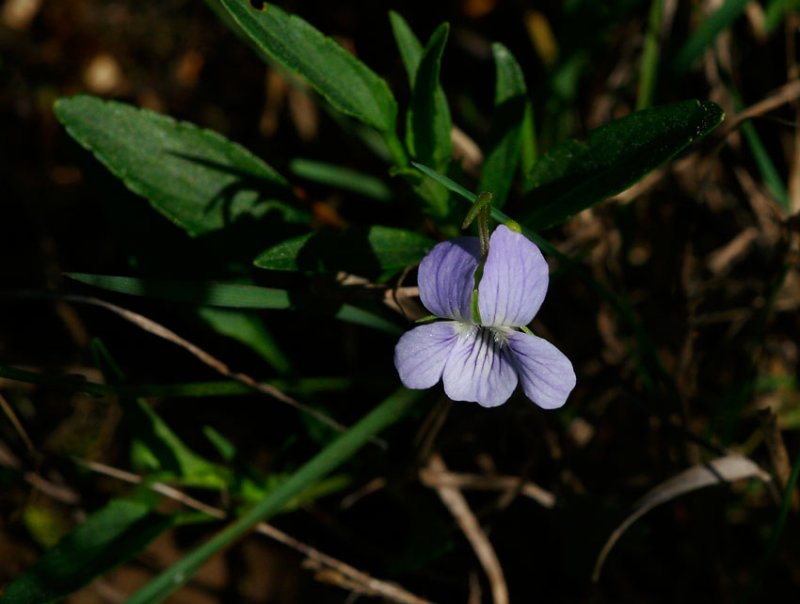 Dvrgviol (Viola pumila)