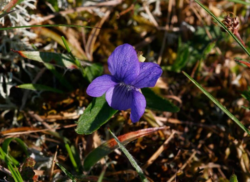 ngsviol (Viola canina)
