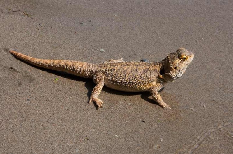 Central Bearded Dragon (Pogona vitticeps)