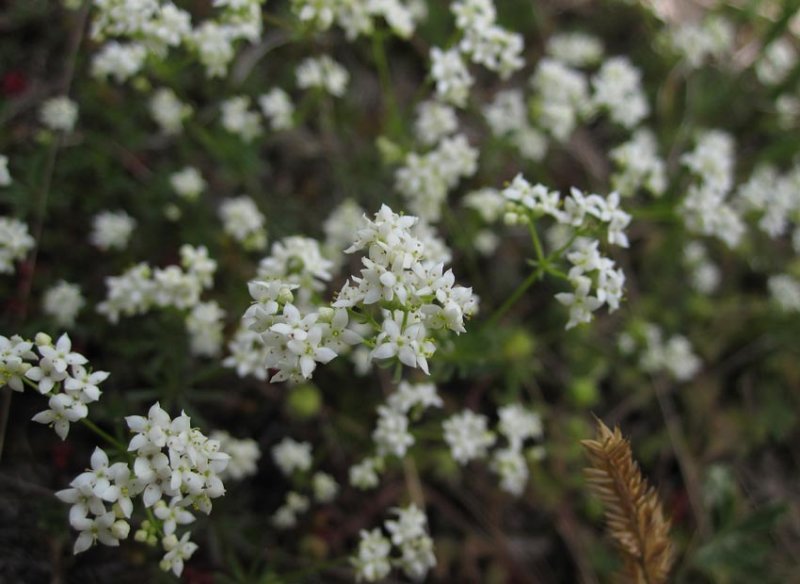 landsmra (Galium oelandicum)