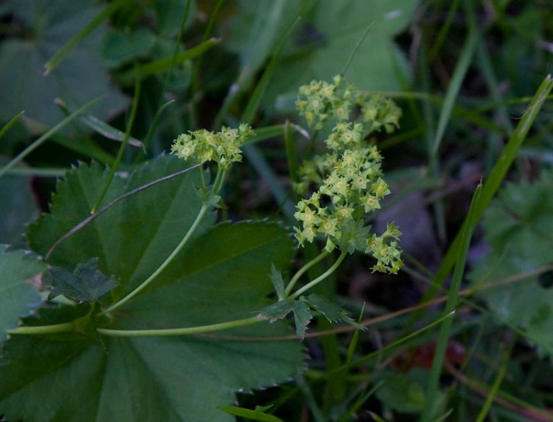 Glatt daggkpa (Alchemilla glabra)