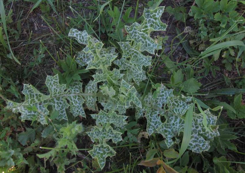 Mariatistel (Silybum marianum)