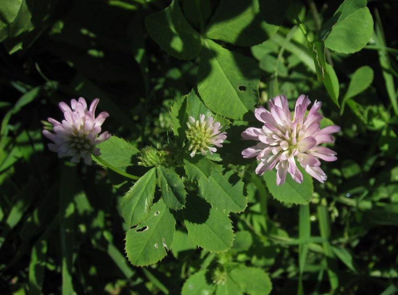 Doftklver (Trifolium resupinatum)