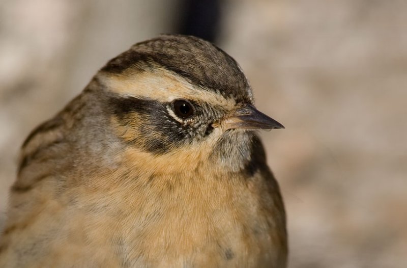 Black-throated Accentor (Prunella atrogularis)