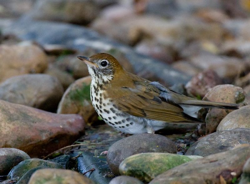 Wood Thrush (Hylocichla mustelina)