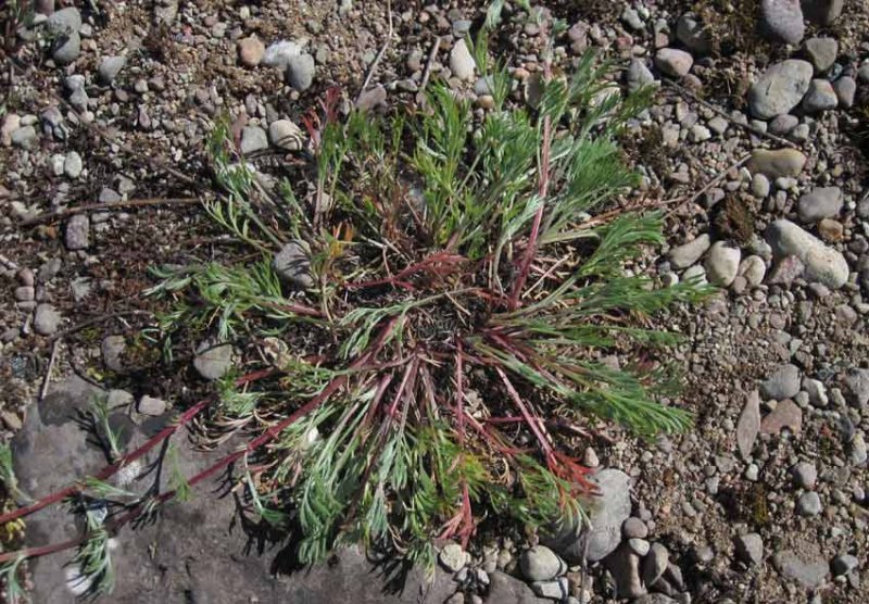 Fltmalrt (Artemisia campestris)