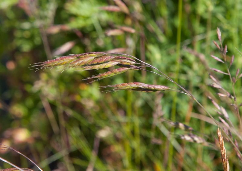 Brinklosta (Bromus commutatus)