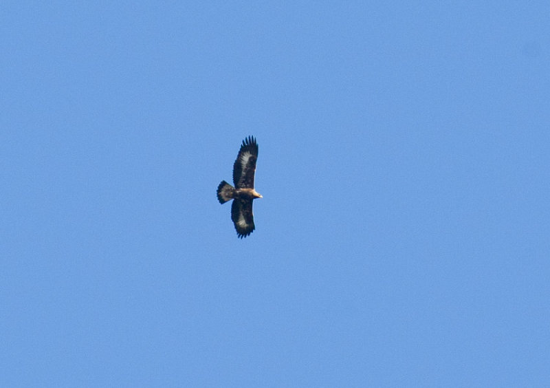 Golden Eagle (Aquila chrysaetos)