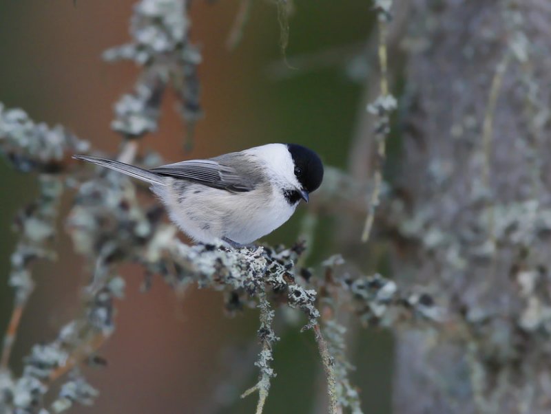 Willow Tit (Parus montanus)