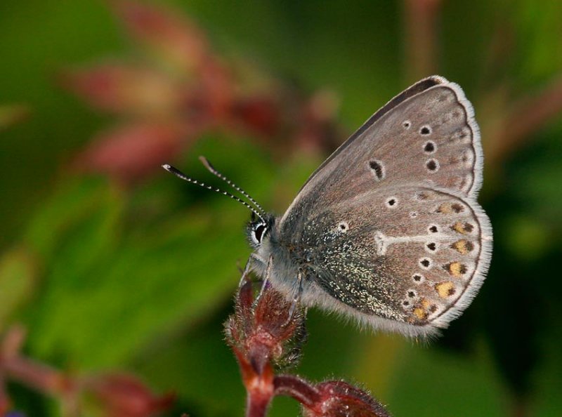 Brun blvinge (Aricia eumedon)